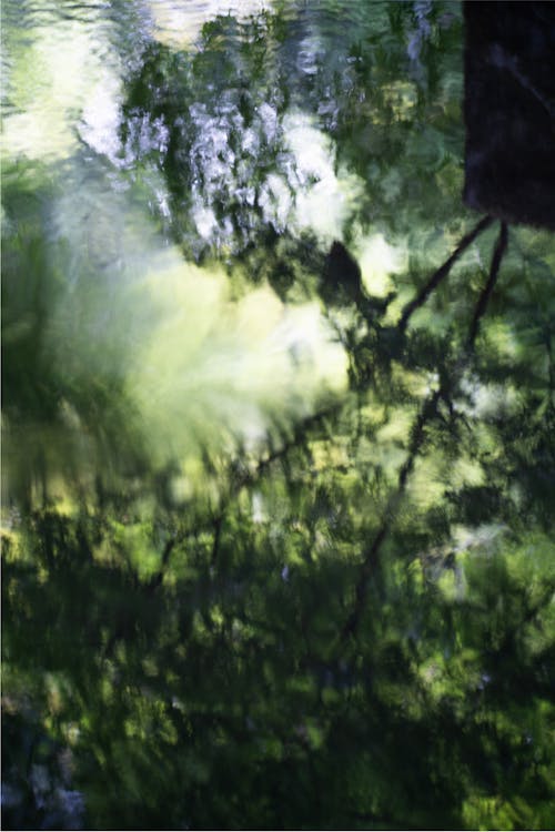 Foto profissional grátis de água, árvore, borrado