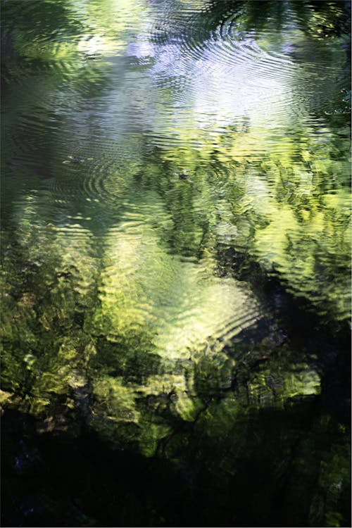 A photograph of a river with trees and water