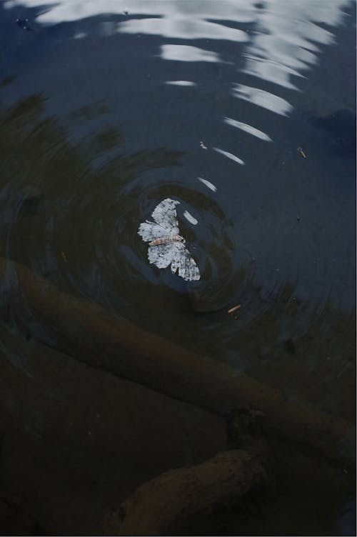 Foto profissional grátis de inseto, lago, libélula