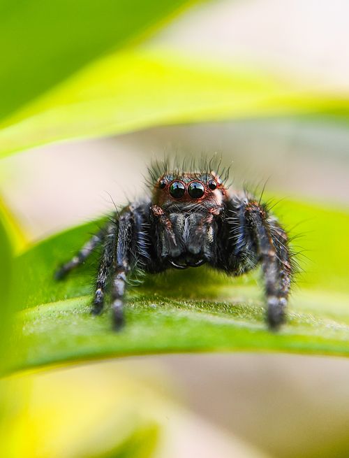 Free Vibrant image of a jumping spider with intricate details, captured on a green leaf. Stock Photo