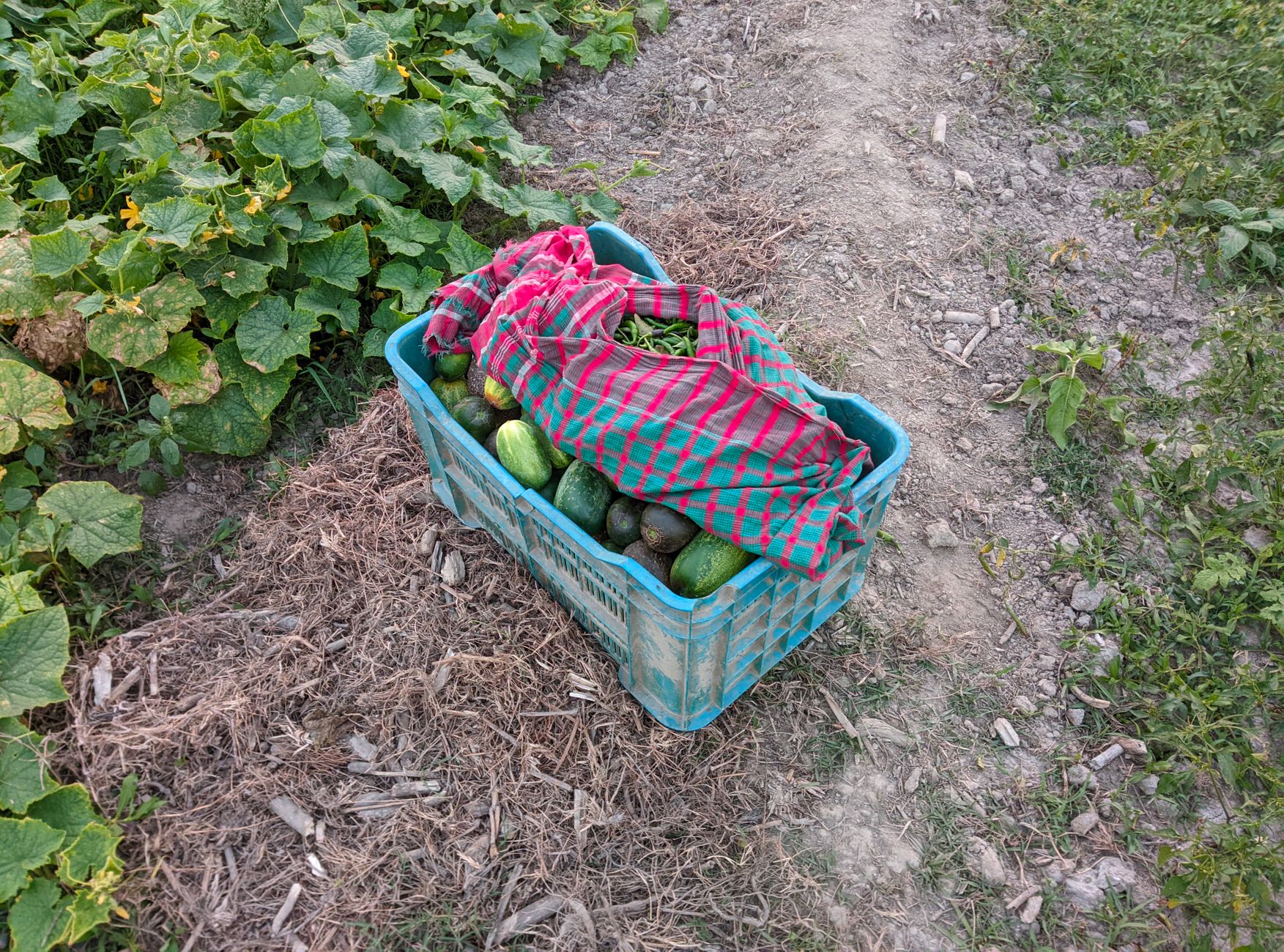Freshly harvested cucumbers in a basket from a home garden