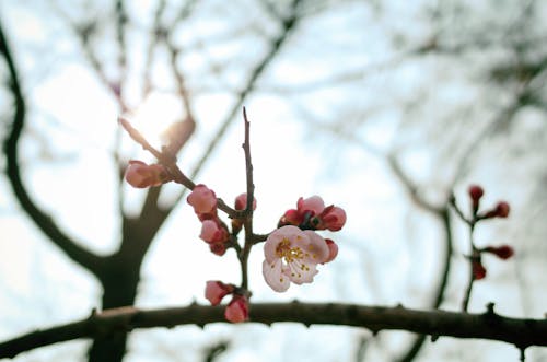 Kostnadsfri bild av plommonblomma, pusan