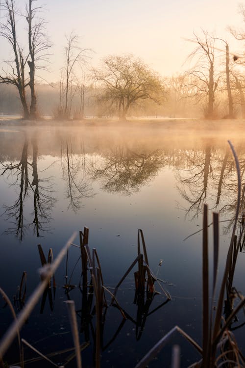 Photos gratuites de arbres, brouillard, brume