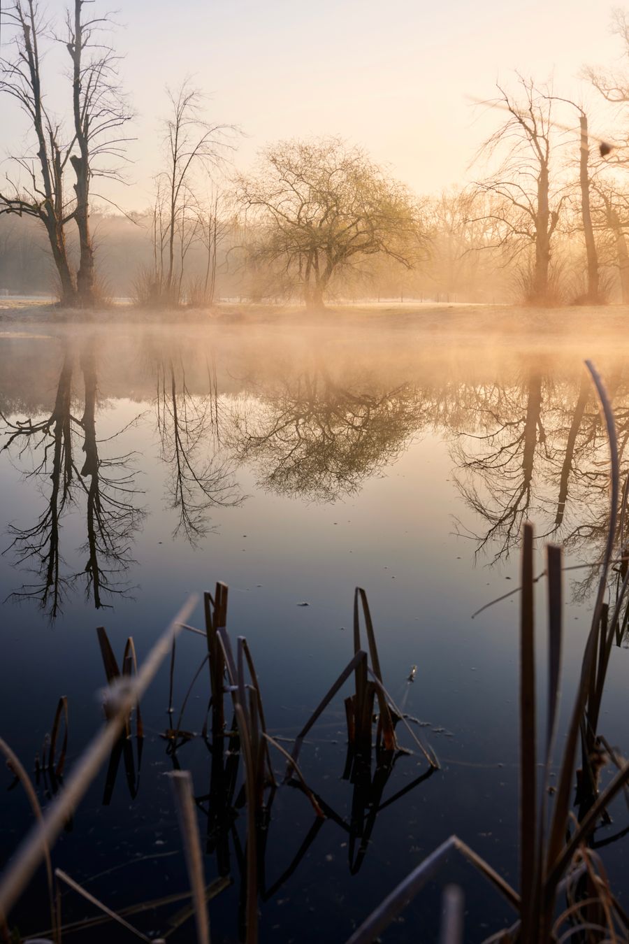 Bare trees mirrored in still water at sunrise — photo by Finn Semmer on Pexels
