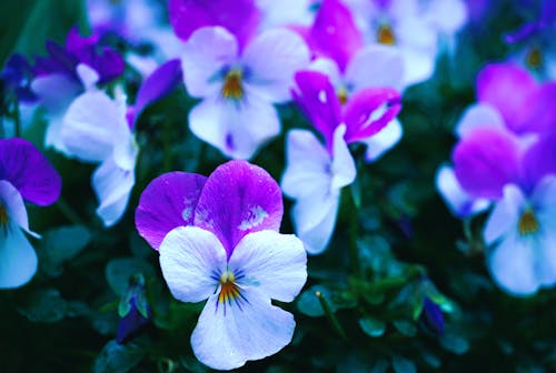 A close up of purple and white pansies