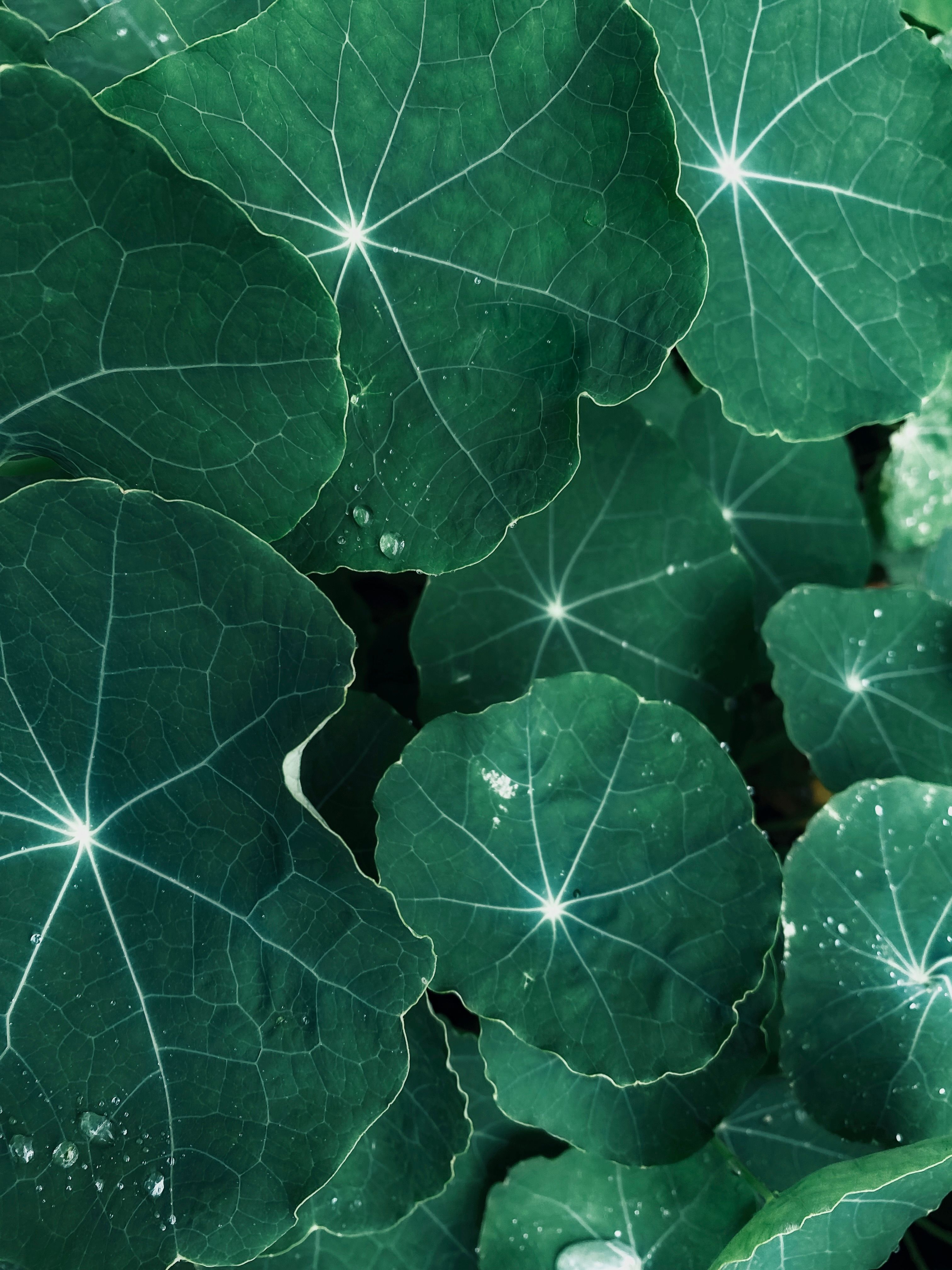Leaves - The Plant's Food Makers