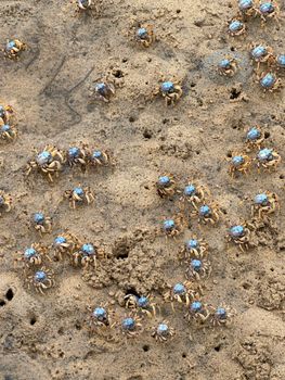 crab photo