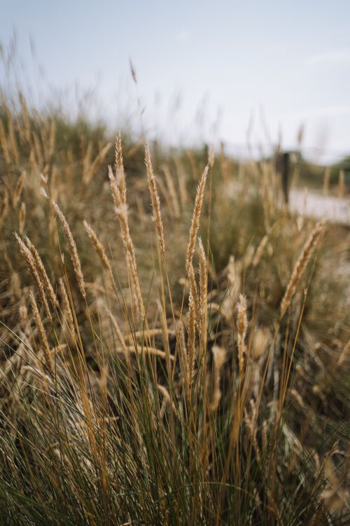Free Close-up of golden dune grass swaying in the breeze on a sunny coastal day. Stock Photo