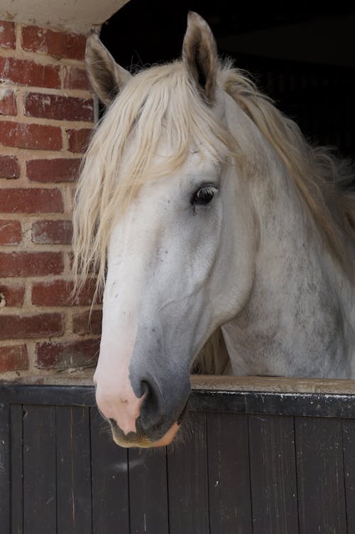 Gratis lagerfoto af dyrefotografering, hoved, hvid hest