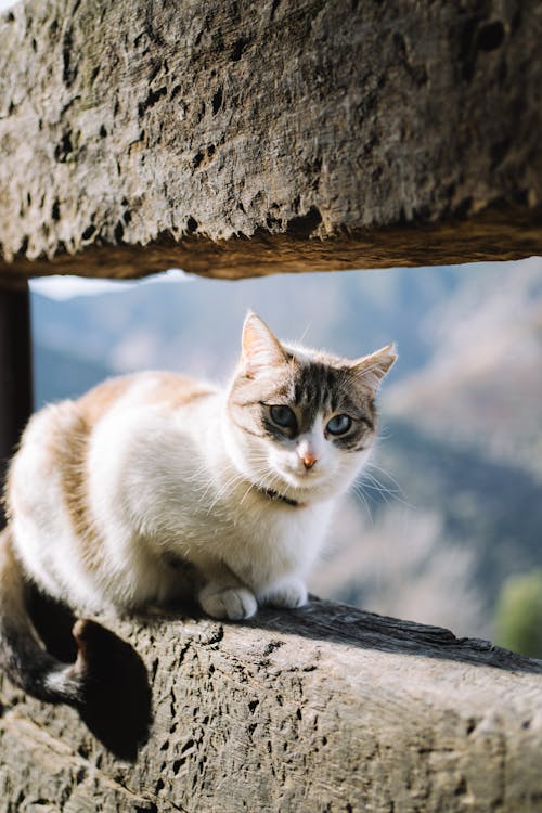 A cat sitting on a ledge