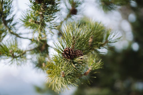 Pine cones on a tree branch