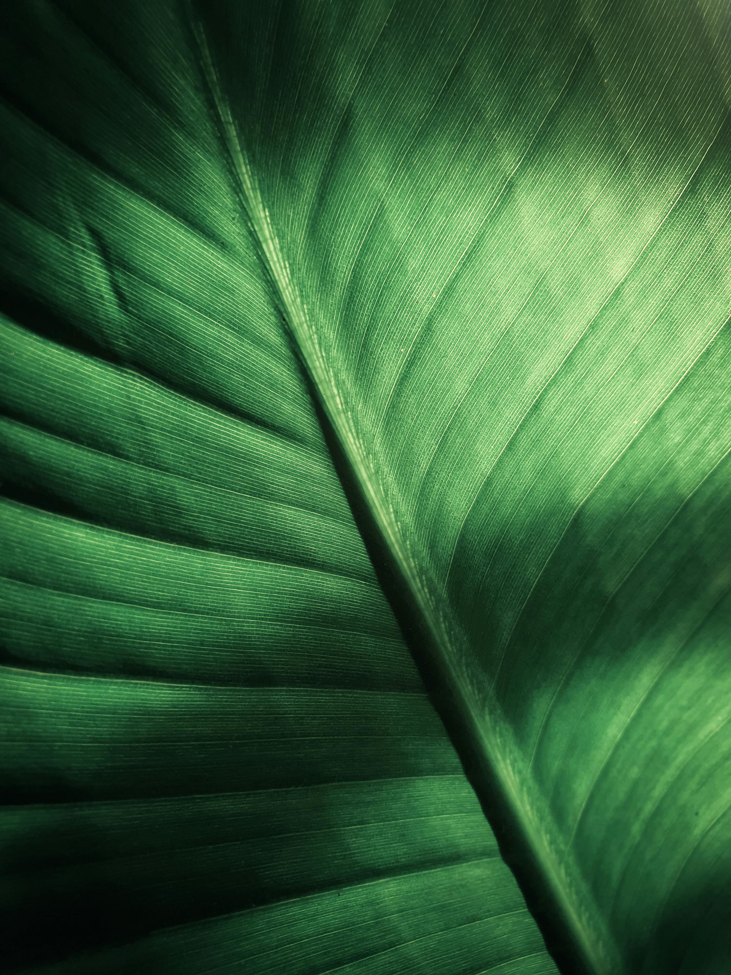 Detailed macro shot of a green leaf highlighting its textured veins and natural pattern.