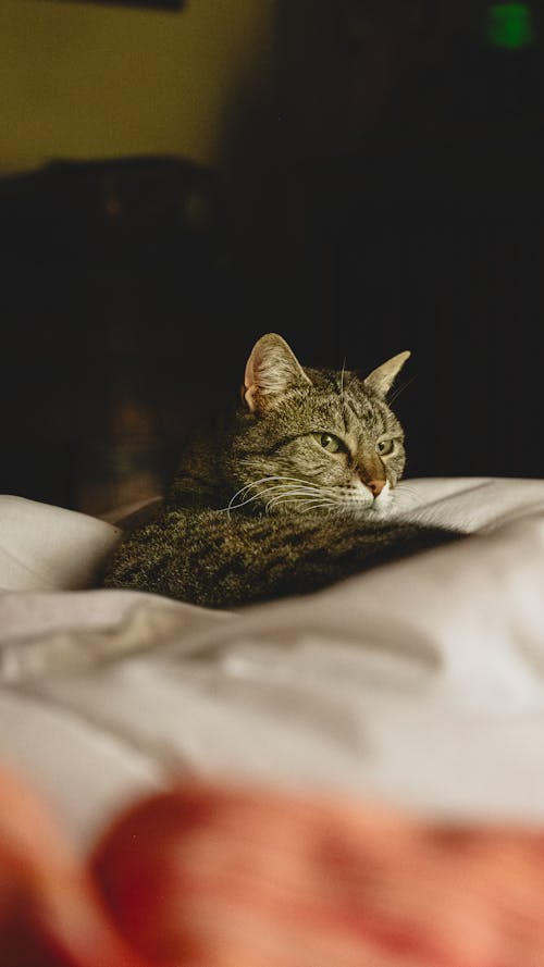 Gratis stockfoto met aan het liegen, bed, dierenfotografie