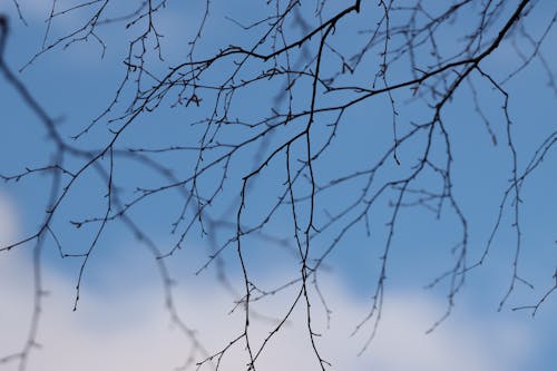 Dry Conditions in Tennessee Warn Against Outdoor Burns