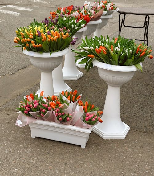 Gratis arkivbilde med blomster, display, tulipaner