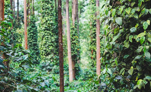 Бесплатное стоковое фото с выборочный фокус, деревья, джунгли