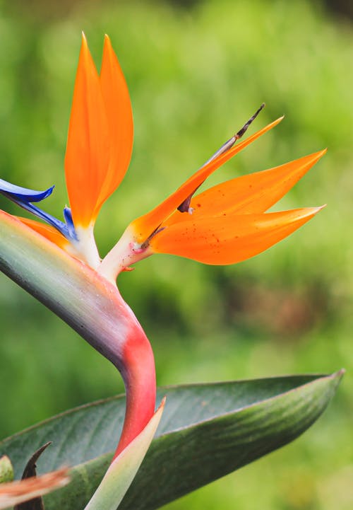 A bird of paradise flower with a green leaf