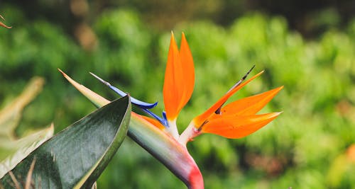 A bird of paradise flower with green leaves