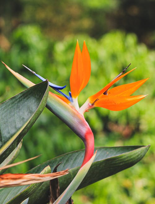 A bird of paradise flower with a green leaf