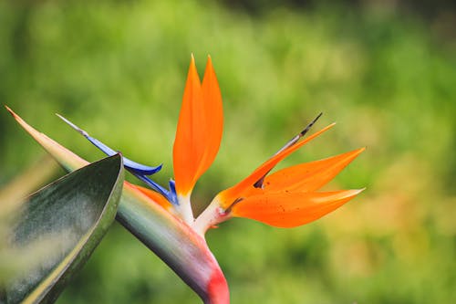 オレンジ色の花, クレーンの花, ストレチアの無料の写真素材
