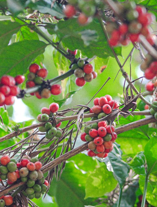 A close up of a coffee plant with red berries