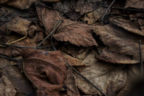 Brown Dry Leaves