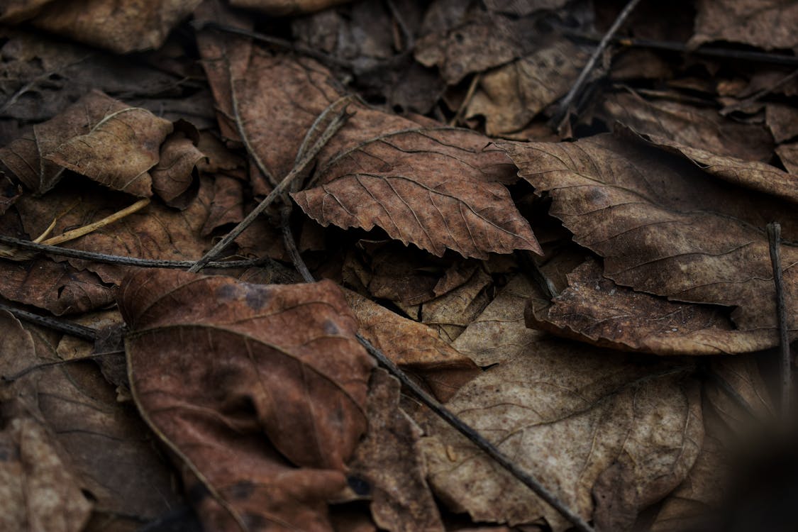 茶色の乾燥した葉