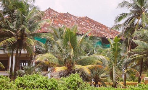 A house with palm trees and a roof