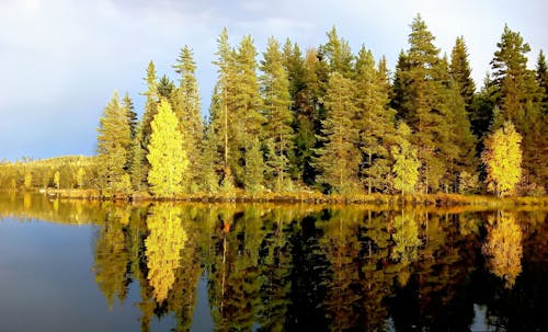 Foto stok gratis alam, danau, hutan