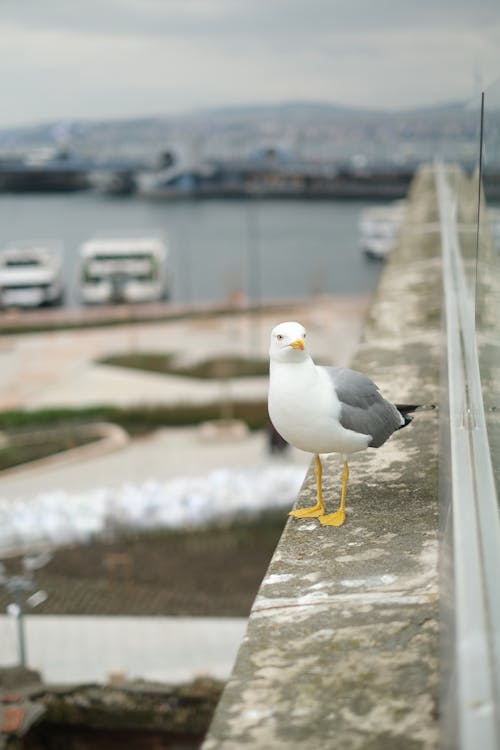 Seagull Perching on a Wall in a Harbour