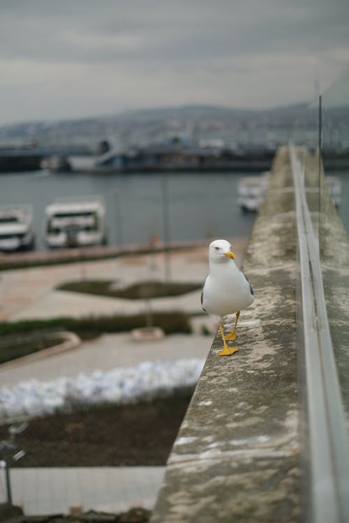 A seagull is standing on a ledge overlooking the water