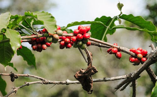 Coffee beans on a branch with green leaves
