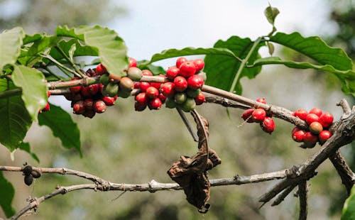 Foto stok gratis biji kopi, Daun-daun, fokus selektif