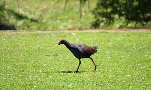 SWAMPHEN