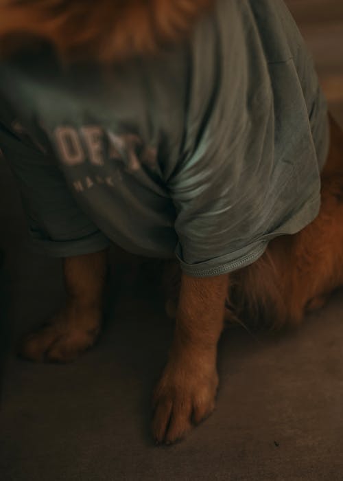 A dog wearing a shirt with the words, i'm a good dog