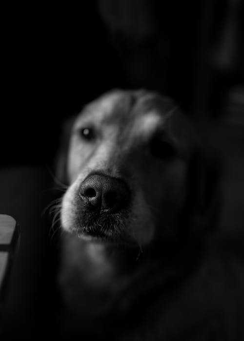 A black and white photo of a dog looking at the camera