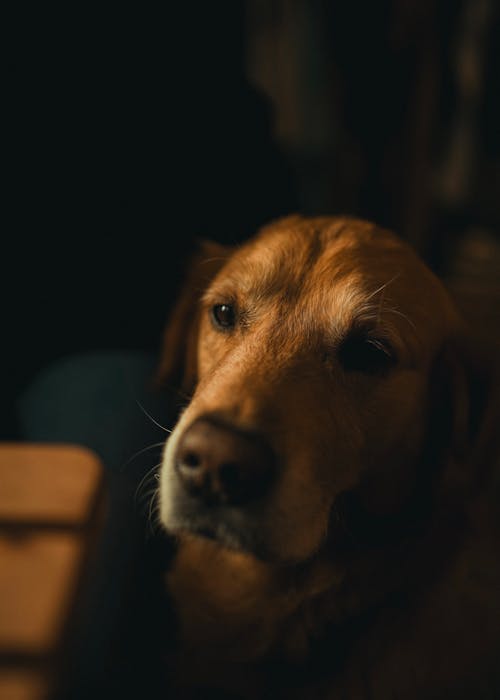 A dog looking at the camera with a black background