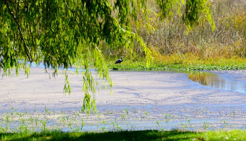 DRYING LAKE