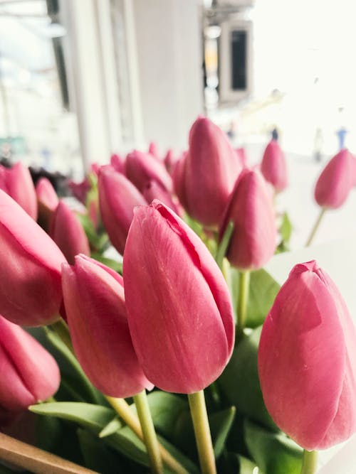 Kostenloses Stock Foto zu künstliche blumen, schöne blume