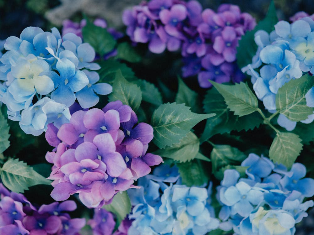 Colorful Hydrangea Flowers