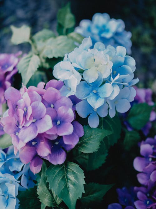 Gratis lagerfoto af blå, blomster, hortensia