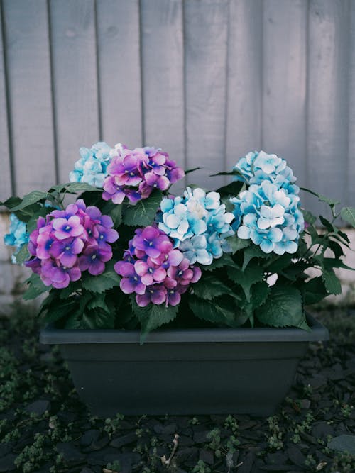 A black pot with purple and blue flowers