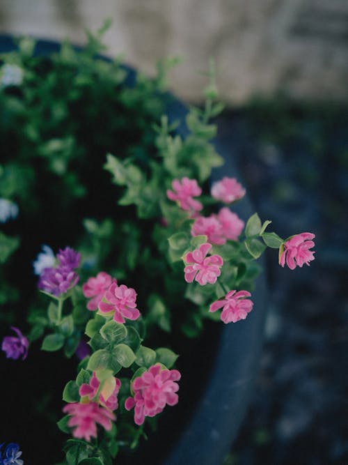 A close up of a flower pot with pink and purple flowers