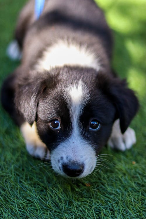 A black and white puppy laying on the grass