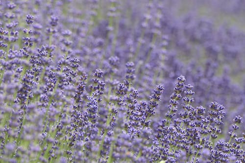 Foto stok gratis alam, bidang, bunga lavender