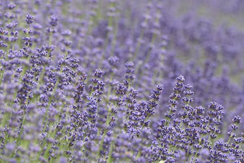 Purple Lavender Field