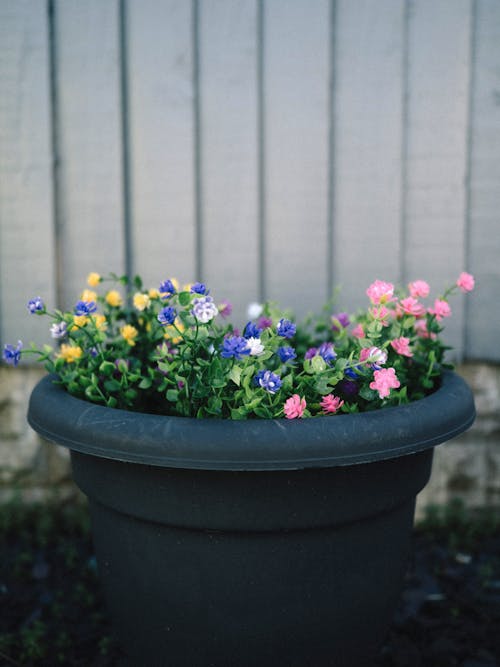 A black pot with colorful flowers in it