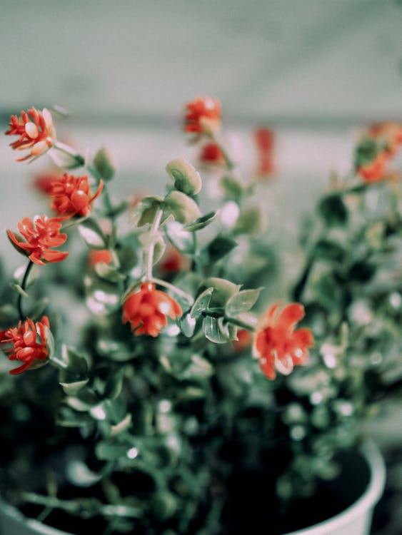 Red Flowers in Flowerpot