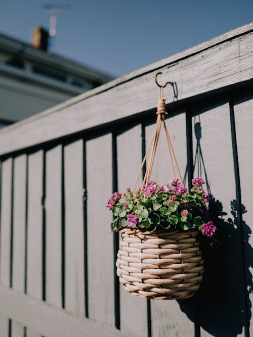 A hanging basket with flowers on a fence