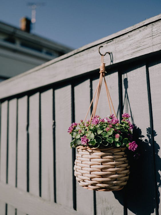 A hanging basket with flowers on a fence